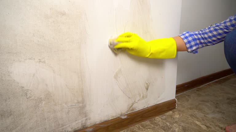 Best Basement Mold Removal  in Mayfield, KY